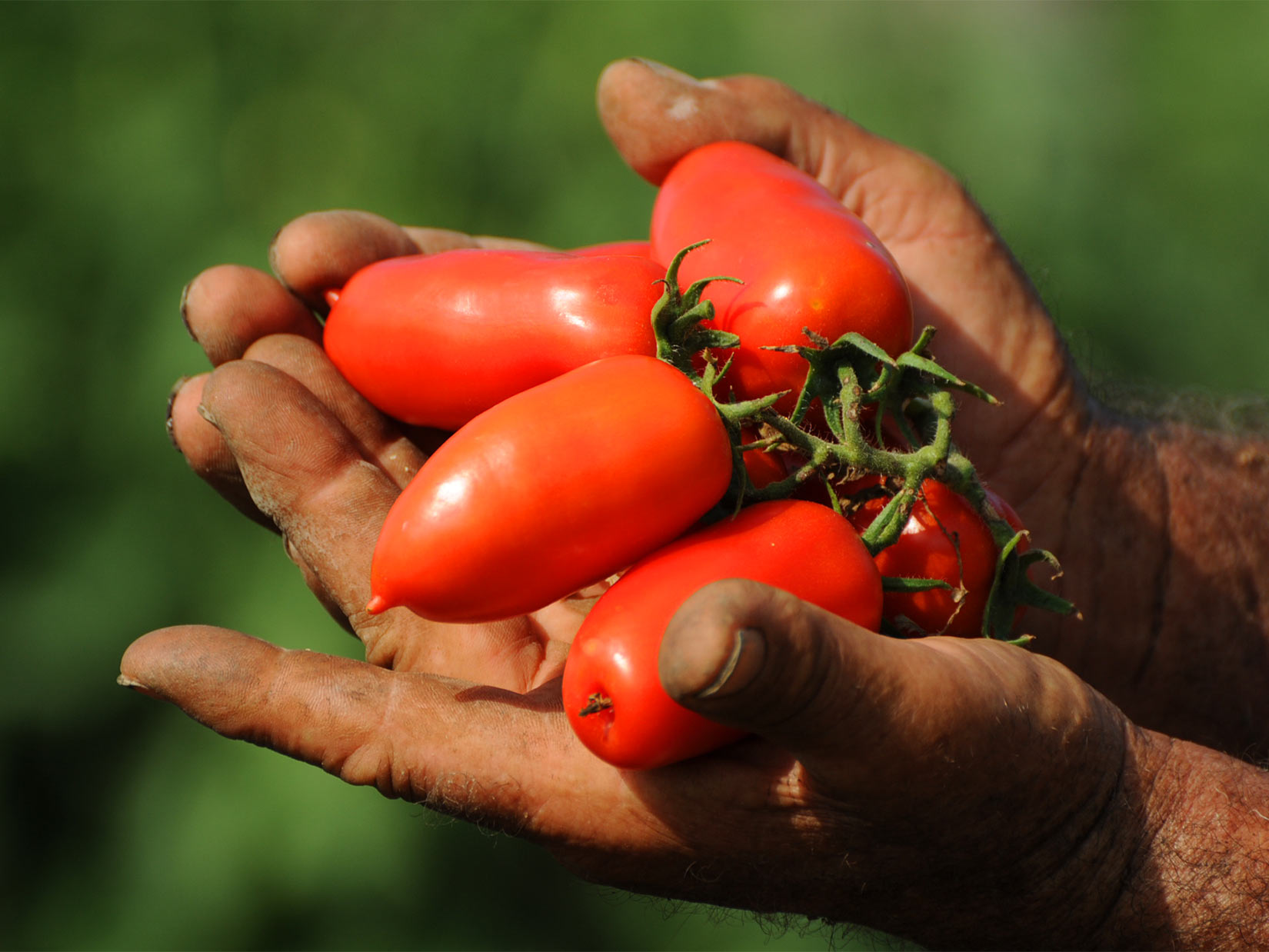 SanMarzano-Tomaten-Beitragsbild